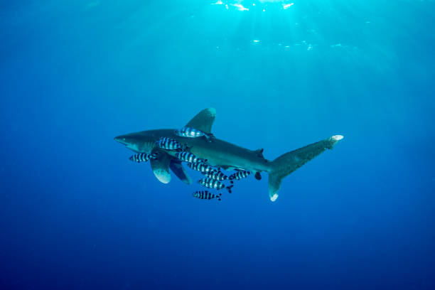 Oceanic whitetip shark in Red Sea A Carcharhinus longimanus in Red Sea in Egypt symbiotic relationship stock pictures, royalty-free photos & images