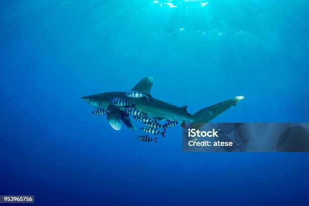 Oceanic Whitetip Shark In Red Sea Stock Photo - Download Image Now - Symbiotic Relationship, Harmony, Shark