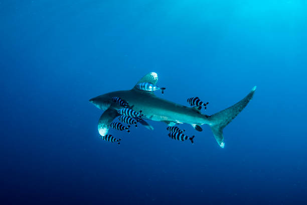 istock The Carcharhinus longimanus in Red Sea 953967380