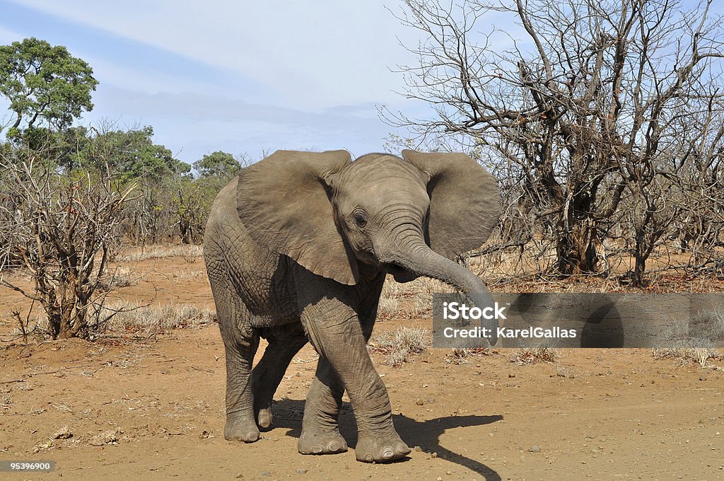 귀여운 아기 코끼리 - 로열티 프리 0명 스톡 사진
