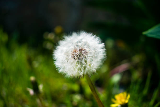 istock dandelion against the background of a clearing 953970656
