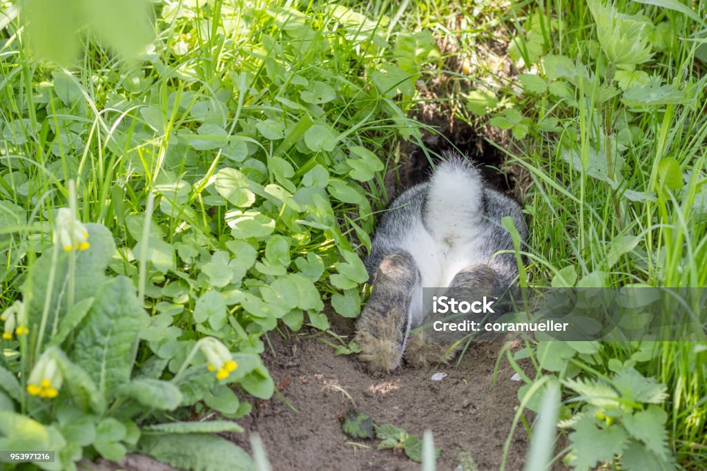 rabbit hole a gray rabbit hides in the rabbit hole Rabbit - Animal Stock Photo