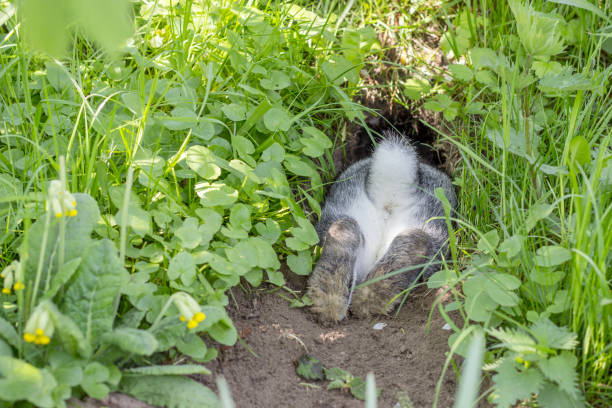 rabbit hole a gray rabbit hides in the rabbit hole animal den photos stock pictures, royalty-free photos & images