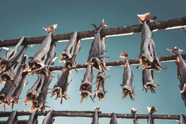 Photo of dried fish in norway