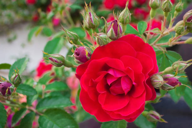 istock Close up of red rose 953972986
