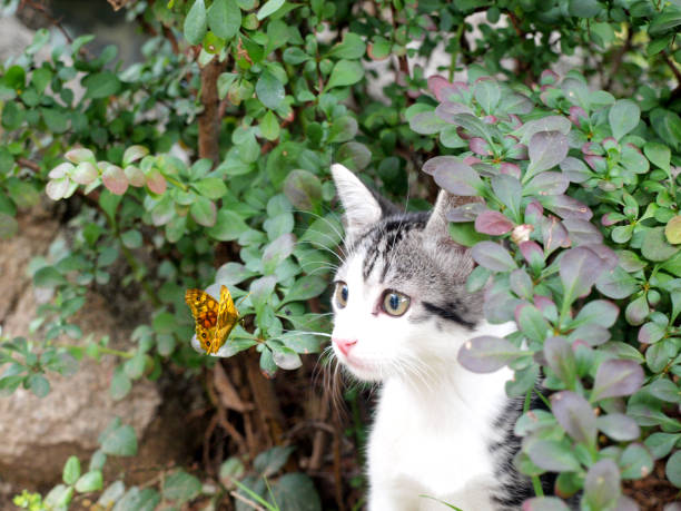 istock Cat and Butterfly III 953976416