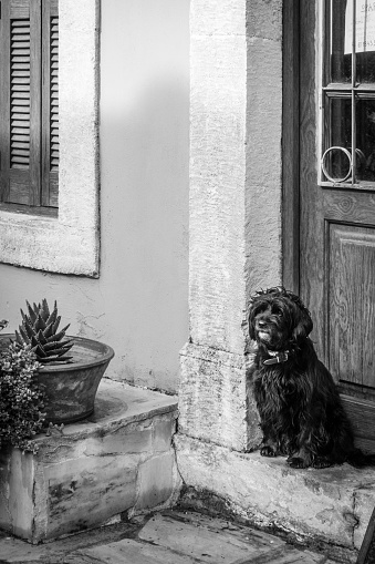 Pet dog resting on the entrance of the door, Greece