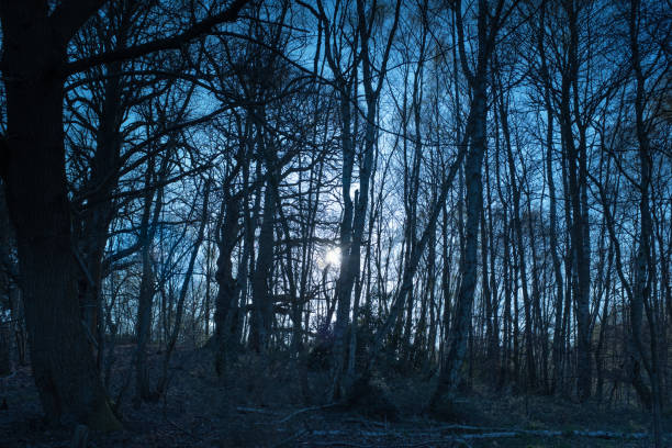 istock silver birch woodland in moonlight 953980694