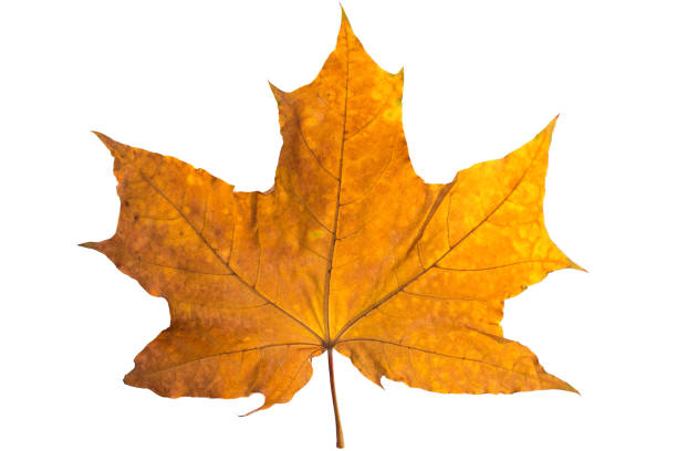 istock Orange maple leaf isolated on white. Autumn dry leaf. 953981010