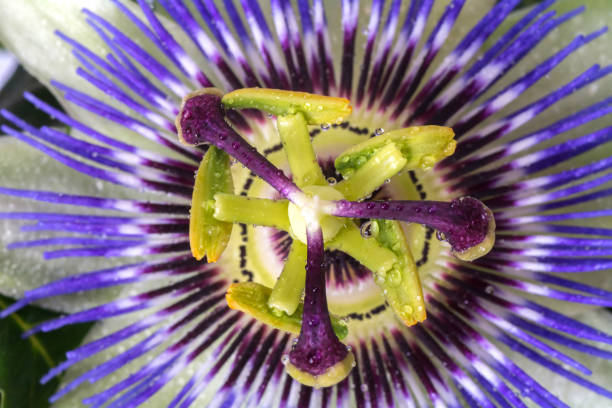 istock Passiflora passionflower with dew water drops . Big beautiful flower. 953981124