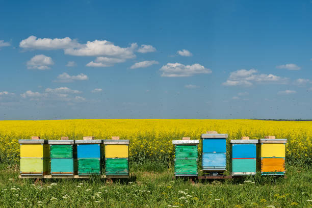 ナタネとフィールドで蜂ハイブ - apiculture ストックフォトと画像