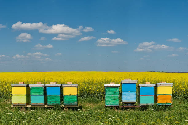 hives with bees in the field with oilseed rape
