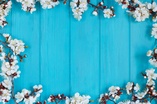 istock Apricot blossom branches on bright turquoise background, free sp 953986138