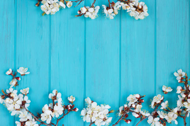 istock Apricot blossom branches on bright turquoise background, free sp 953989260