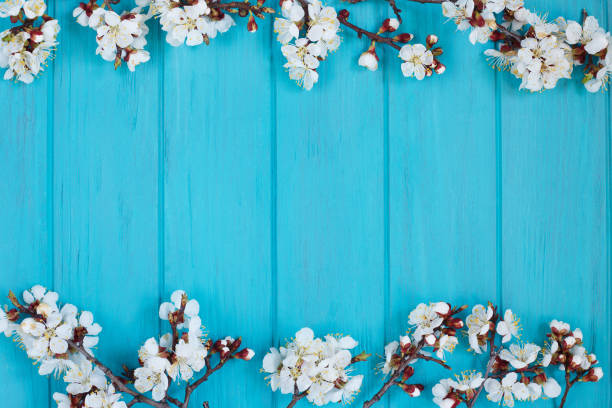istock Apricot blossom branches on bright turquoise background, free sp 953989690
