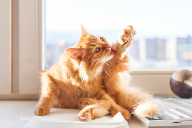 carino gatto zenzero si sta piacendo sul davanzale della finestra. l'animale domestico soffice sta pulendo la sua pelliccia. - licking foto e immagini stock