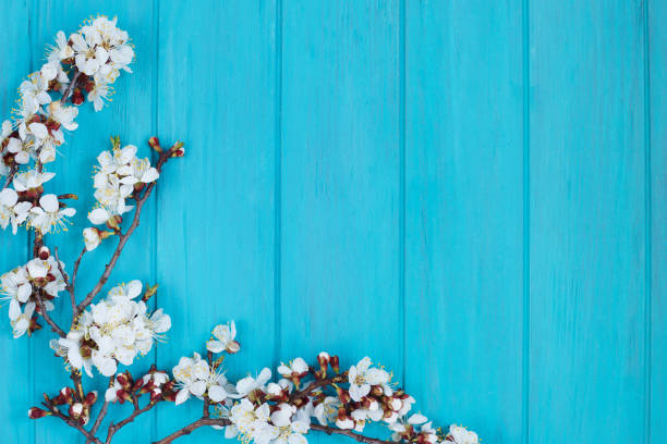istock Apricot blossom branches on bright turquoise background, free sp 953990308