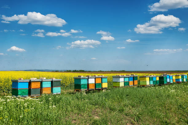 hives with bees in the field with oilseed rape