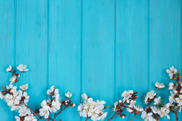 istock Apricot blossom branches on bright turquoise background, free sp 953990684