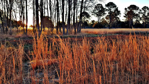 campos de caça da codorniz - codorniz ave de caça - fotografias e filmes do acervo