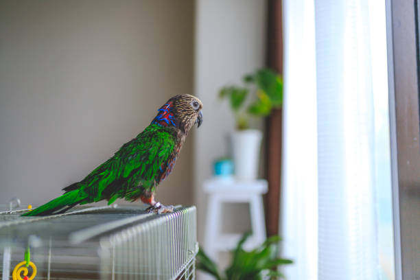 istock Deroptyus accipitrinus indoor 953995382