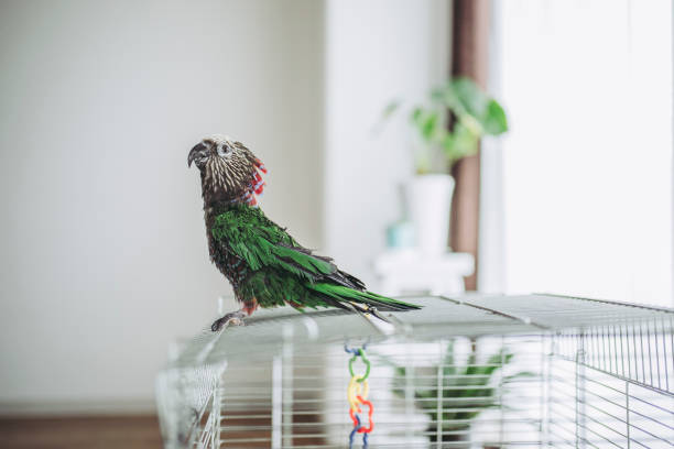 istock Deroptyus accipitrinus indoor 953995842