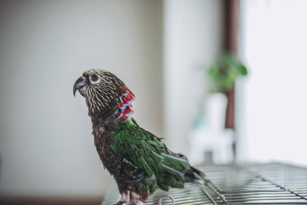 istock Deroptyus accipitrinus indoor 953996182