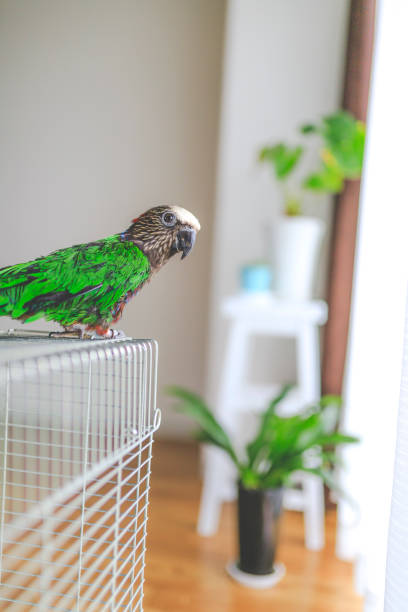 istock Deroptyus accipitrinus indoor 953996244