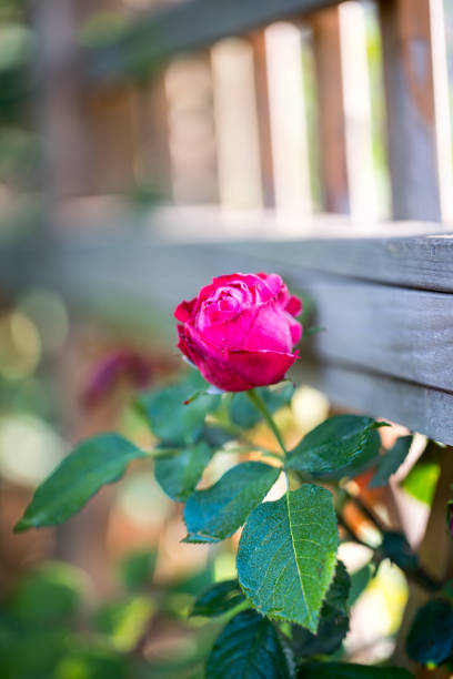rose growing in the spring under morning sunshine in the fence