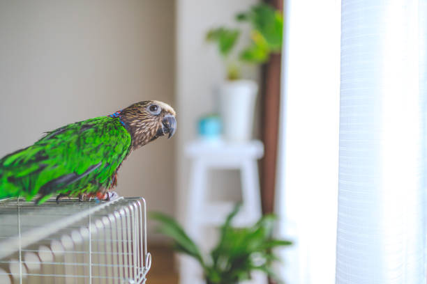 istock Deroptyus accipitrinus indoor 953999310