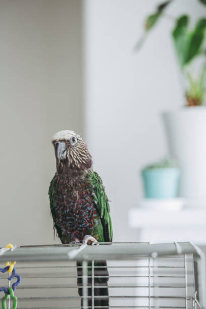 istock Deroptyus accipitrinus indoor 953999570