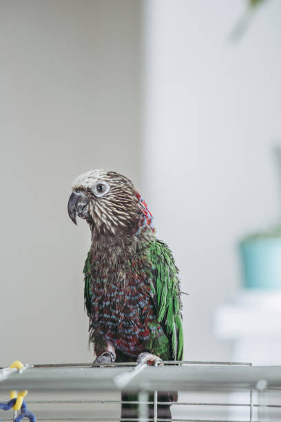 istock Deroptyus accipitrinus indoor 953999620