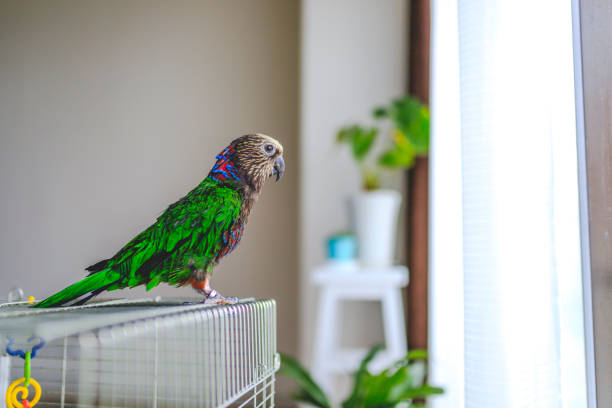 istock Deroptyus accipitrinus indoor 953999942
