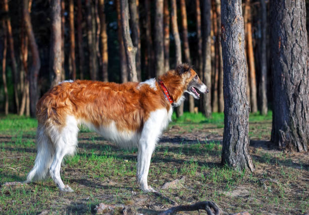 istock Russian Wolfhound Dog, Borzoi 954000006
