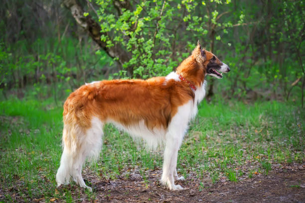 istock Russian Wolfhound Dog, Borzoi 954000122