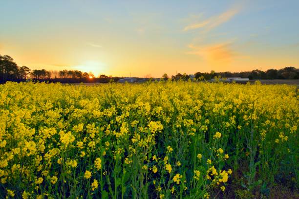 Nachtkerzenöl-Feld in der Dämmerung – Foto