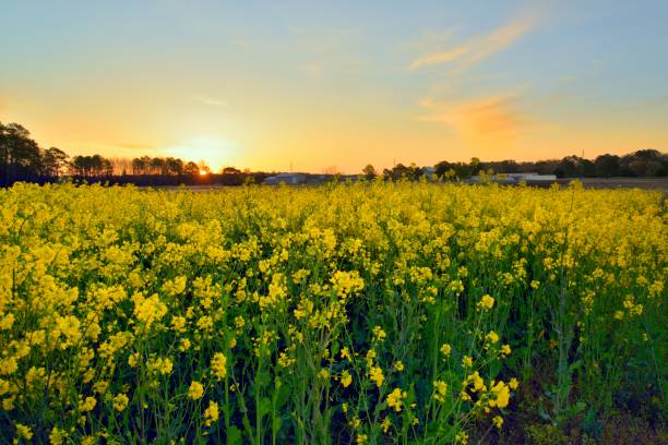 Evening Primrose Field at Dawn stock photo