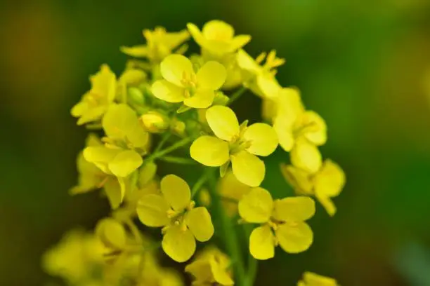 Photo of Evening Primrose Floret