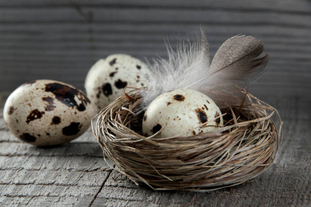 istock Quail eggs and feather in nest on wooden background 954003190