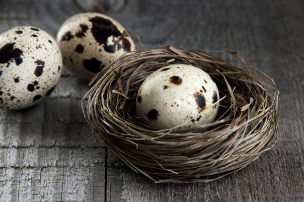 istock Quail eggs and feather in nest on wooden background 954003912