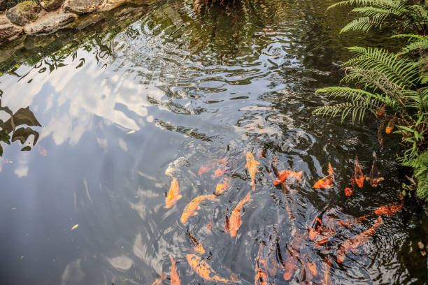 istock koi fish in garden pond decorative landscape design 954012492