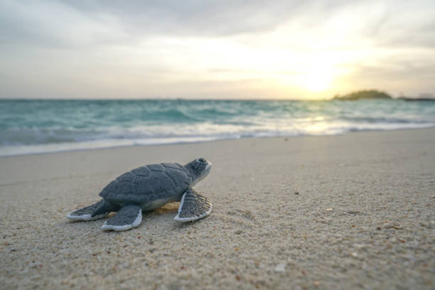 istock Little sea turtle on the sandy beach in morning time. 954012768