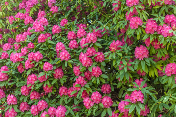 istock blossom of bright pink flowers 954013032