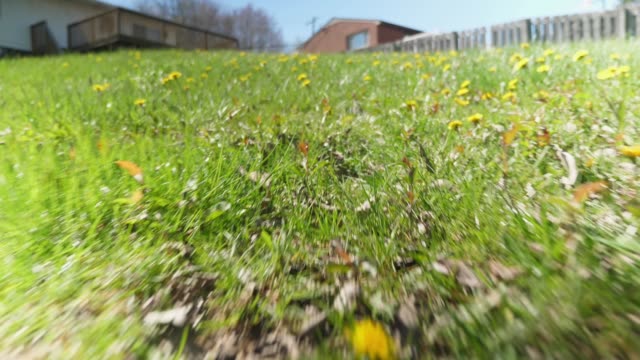 POV Rodent Running in Field