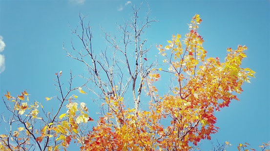 Treetops in autumn colors on a blue background