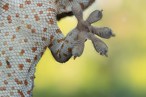 Close up Gecko leg, Fingers of Gecko on glass.