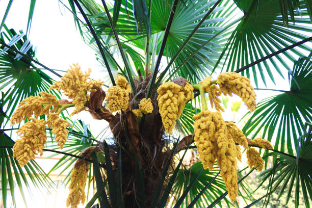 The green palm tree blooms in clusters of yellow flowers. Flowering of tropical plants bottom view. The green palm tree blooms in clusters of yellow flowers. Flowering of tropical plants bottom view trachycarpus photos stock pictures, royalty-free photos & images