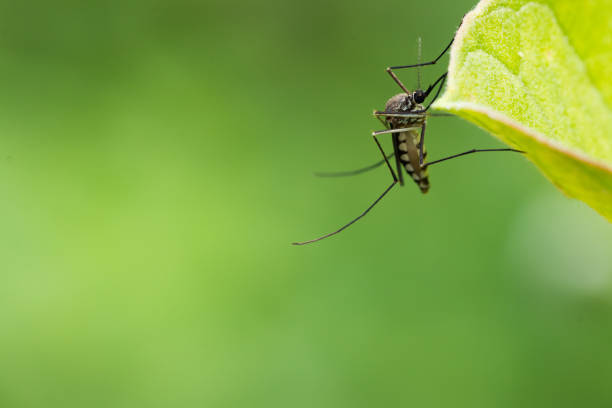 istock Aedes aegypti Mosquito. Close up a Mosquito on leaf 954026404