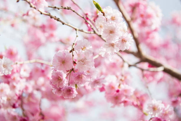 Weeping cherry in blossom Weeping cherry in blossom fruit tree flower sakura spring stock pictures, royalty-free photos & images
