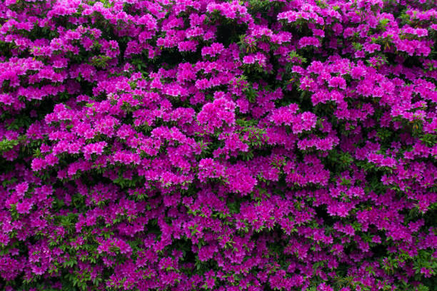 istock A flower of azalea in full bloom 954030116